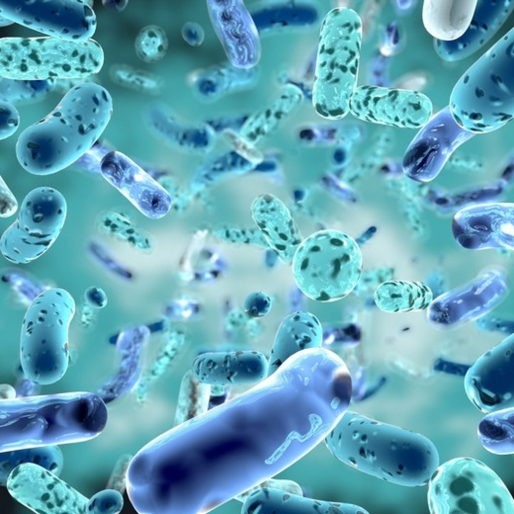 Probiotic in Gut