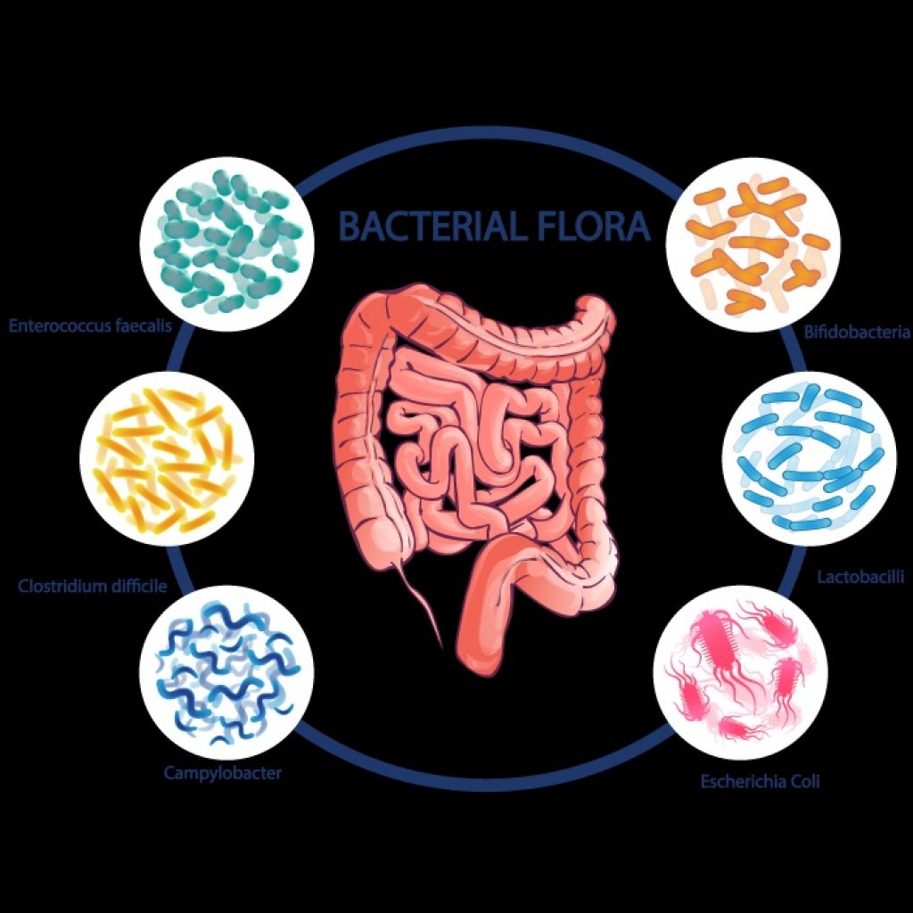 Probiotic bacteria