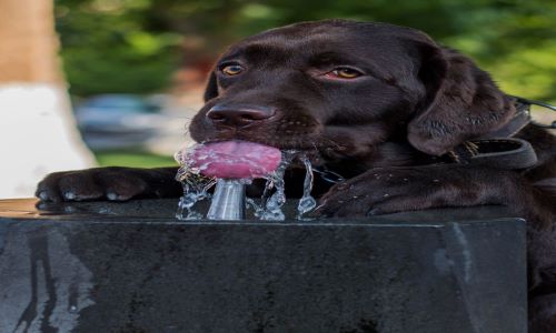 Water as tonic