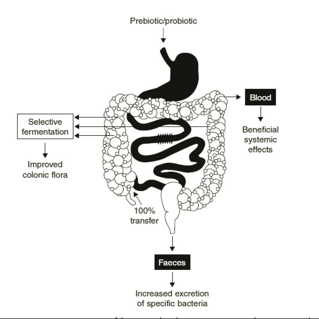 Prebiotic food assimilation i=