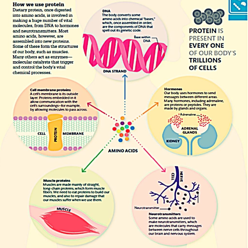 Protein uses