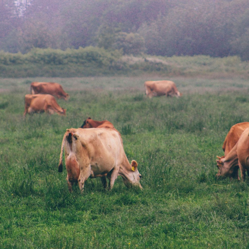 Raw Milk Vs Organic Milk Vs Pasteurized Milk