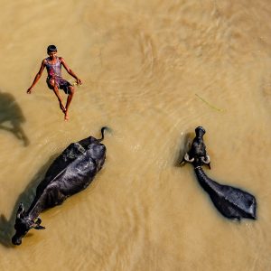 Indian water buffalo