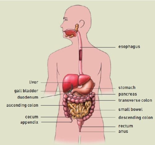 Anatomy of Gut