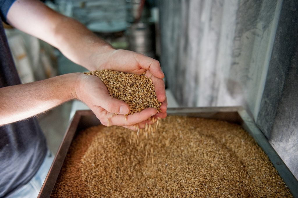 Selection of grains for whiskey making