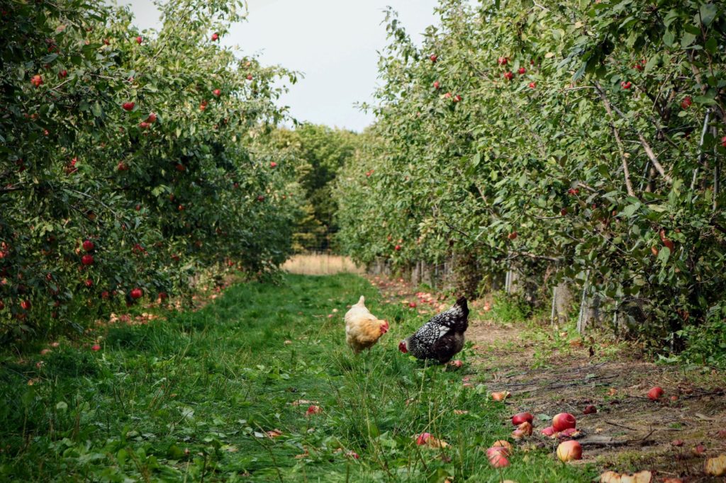 Foods in nature