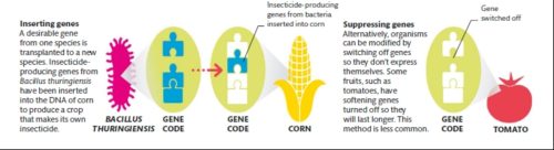 Genetic modification in plants