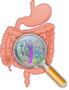 Gut Flora