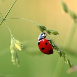 Insects as protein